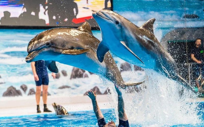 Dubai Dolphinarium